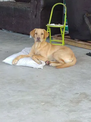 Cachorro raça Labrador idade 2 a 6 meses nome Romeu