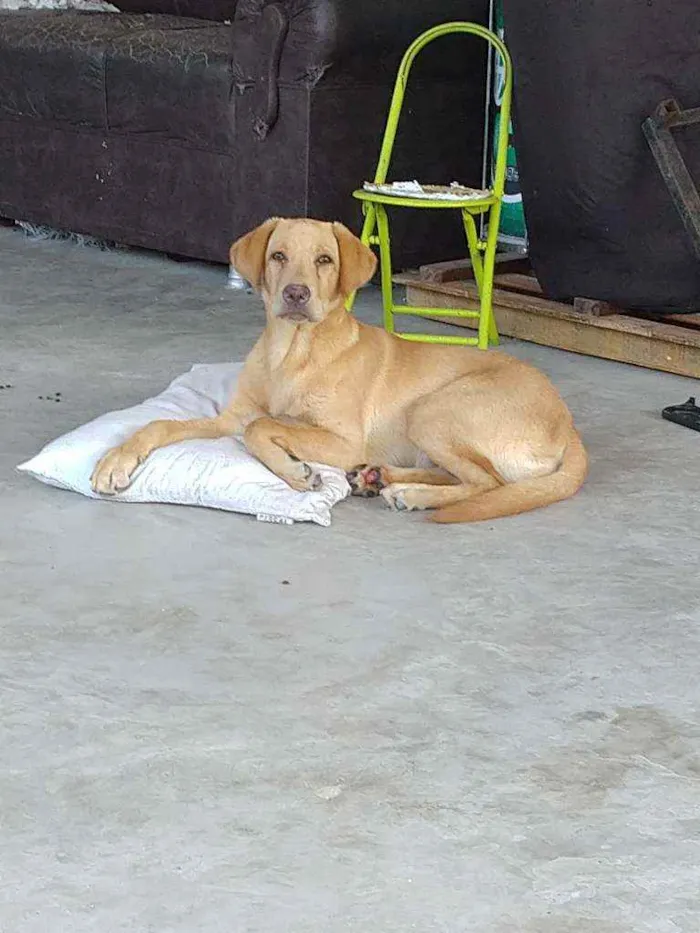 Cachorro ra a Labrador idade 2 a 6 meses nome Romeu