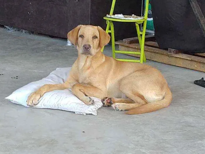 Cachorro ra a Labrador idade 2 a 6 meses nome Romeu