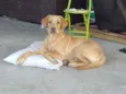 Romeu