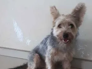 Cachorro raça Yorkshire idade 6 ou mais anos nome Theo