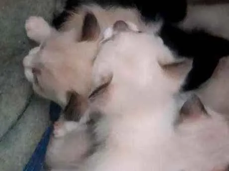 Gato ra a não sabemos  idade Abaixo de 2 meses nome Não tem 