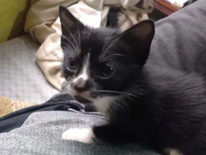 Gato raça Nenhuma idade Abaixo de 2 meses nome Sem nome