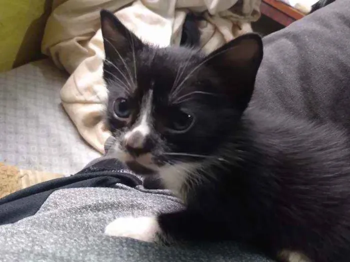 Gato ra a Nenhuma idade Abaixo de 2 meses nome Sem nome