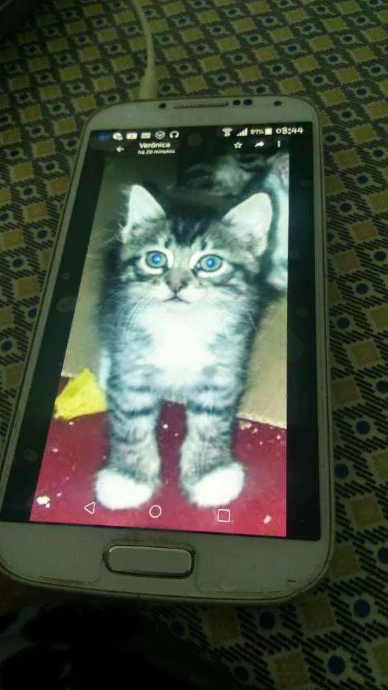 Gato ra a Não sei idade 2 a 6 meses nome Pipoca