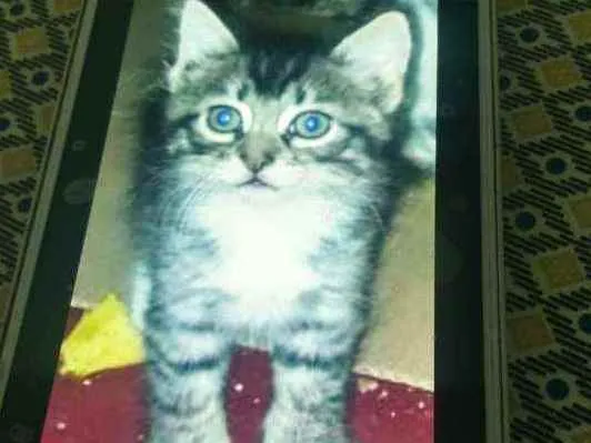 Gato ra a Não sei idade 2 a 6 meses nome Pipoca