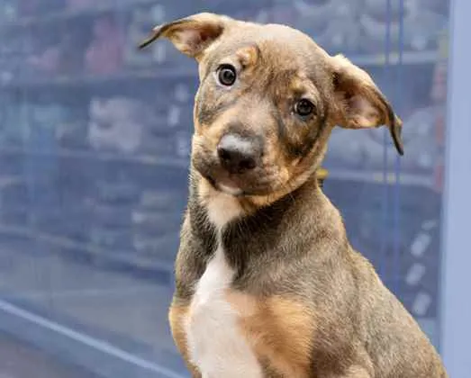 Cachorro ra a Srd idade 2 a 6 meses nome Thor lindo bebê