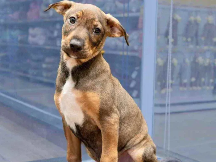 Cachorro ra a Srd idade 2 a 6 meses nome Thor lindo bebê