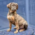 Zeus belíssimo bebê