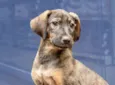 Zeus belíssimo bebê