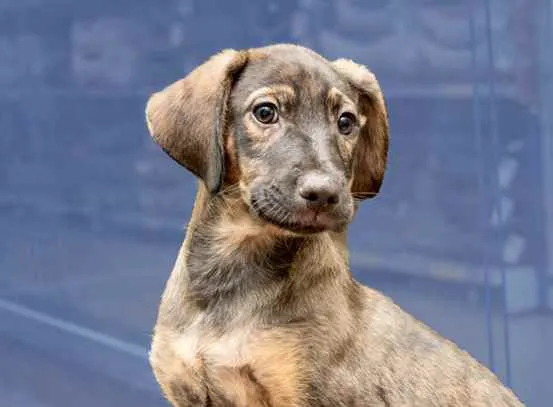 Cachorro ra a Srd idade 2 a 6 meses nome Zeus belíssimo bebê