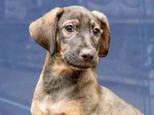 Cachorro raça Srd idade 2 a 6 meses nome Zeus belíssimo bebê 