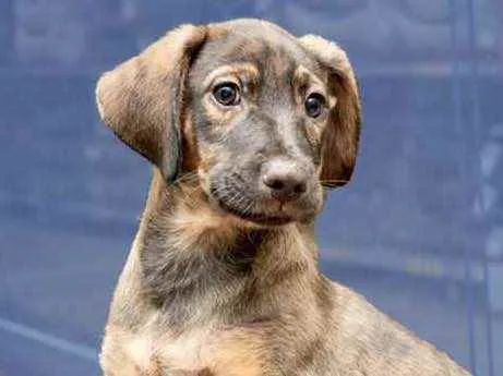 Cachorro ra a Srd idade 2 a 6 meses nome Zeus belíssimo bebê