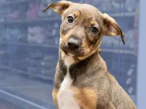 Cachorro raça Srd idade 2 a 6 meses nome Thor lindo bebê 