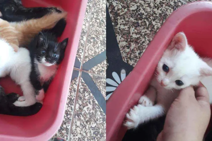 Gato raça Sem raça definida idade Abaixo de 2 meses nome Franjolinha e Branca