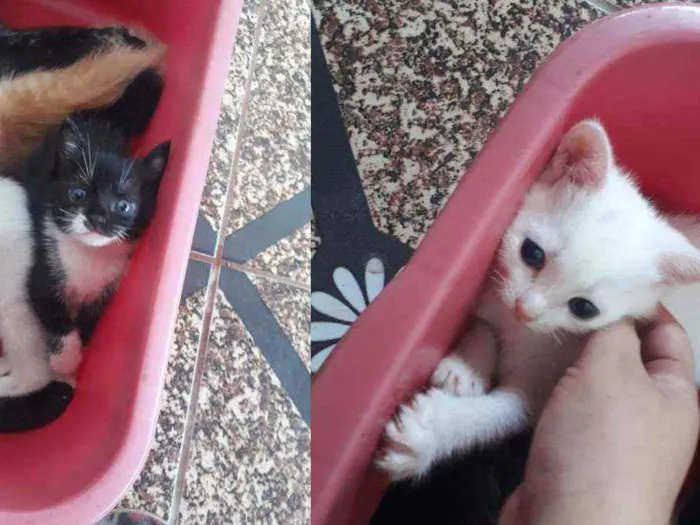 Gato raça Sem raça definida idade Abaixo de 2 meses nome Franjolinha e Branca