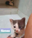 Sacha