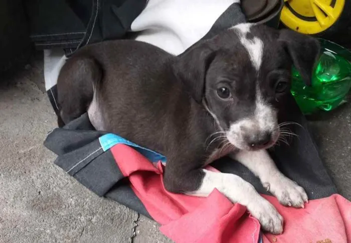 Gato ra a Vira Lata idade 2 a 6 meses nome Lilo