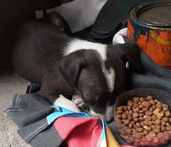 Gato ra a Vira Lata idade 2 a 6 meses nome Lilo