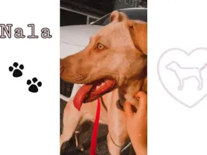 Cachorro raça Sdr - sem raça definida idade 1 ano nome Nala