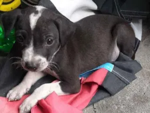 Gato raça Vira Lata idade 2 a 6 meses nome Lilo