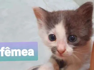 Gato raça SRD idade Abaixo de 2 meses nome Sacha