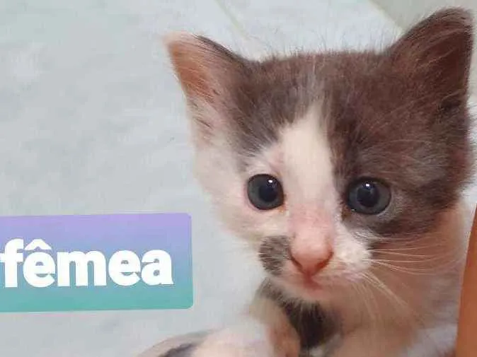 Gato ra a SRD idade Abaixo de 2 meses nome Sacha
