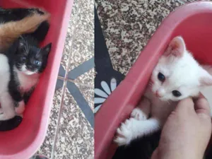 Gato raça Sem raça definida idade Abaixo de 2 meses nome Franjolinha e Branca
