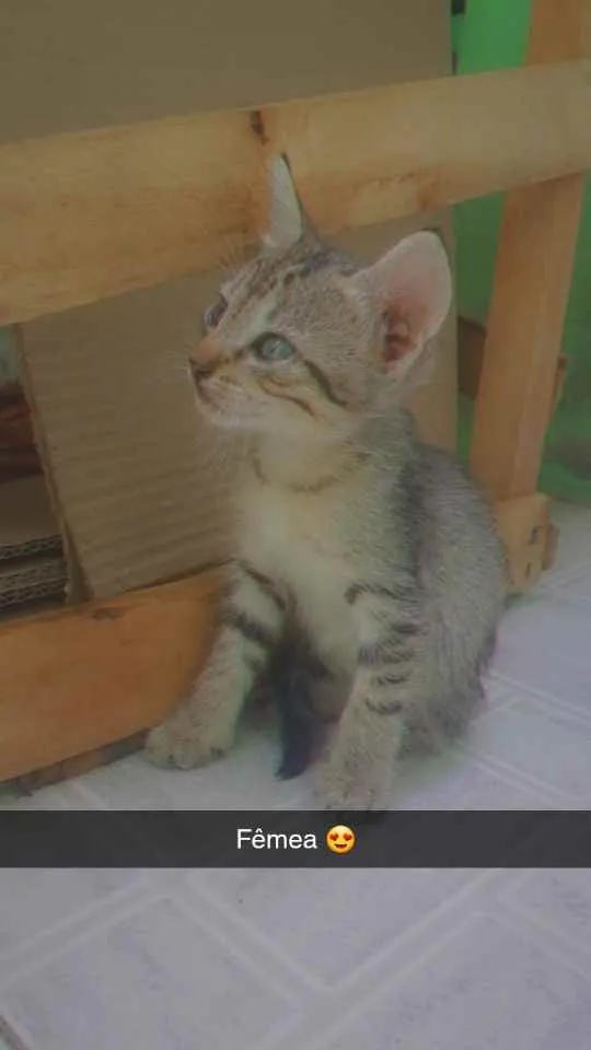 Gato raça Não sei  idade 2 a 6 meses nome Mimosa 