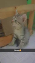 Mimosa