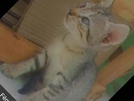 Gato raça Não sei  idade 2 a 6 meses nome Mimosa 