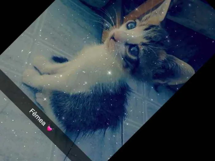 Gato raça Não sei  idade 2 a 6 meses nome Dengosa 