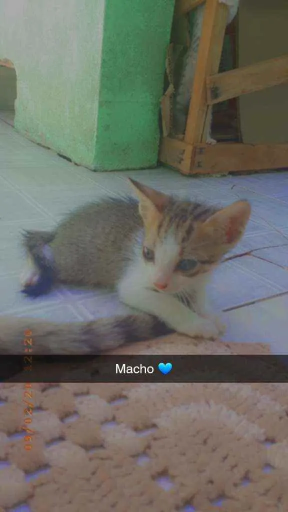 Gato raça Não sei  idade 2 a 6 meses nome Coronel