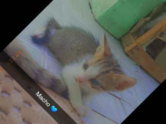 Gato raça Não sei  idade 2 a 6 meses nome Coronel