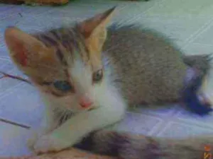 Gato raça Não sei  idade 2 a 6 meses nome Coronel