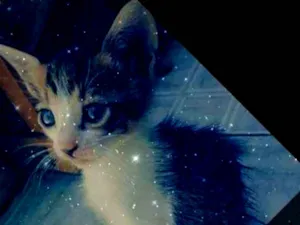 Gato raça Não sei  idade 2 a 6 meses nome Dengosa 