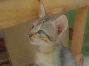Gato raça Não sei  idade 2 a 6 meses nome Mimosa 