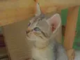 Mimosa