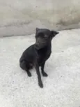 Milo