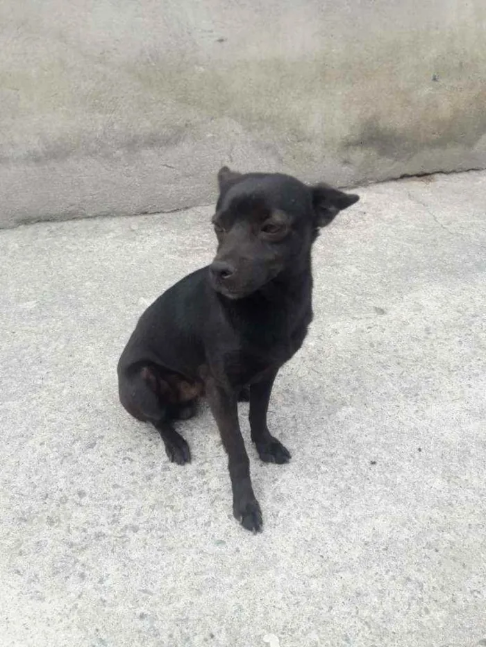 Cachorro ra a Vira Lata idade  nome Milo