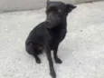 Milo