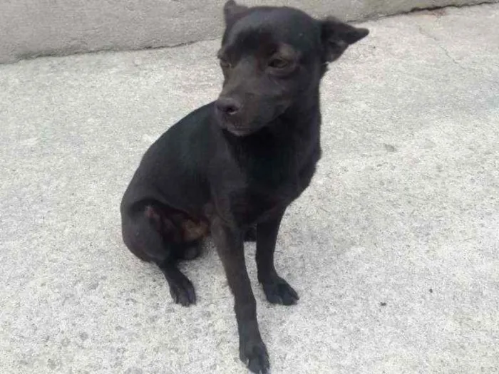 Cachorro ra a Vira Lata idade  nome Milo