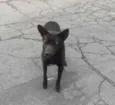 Milo