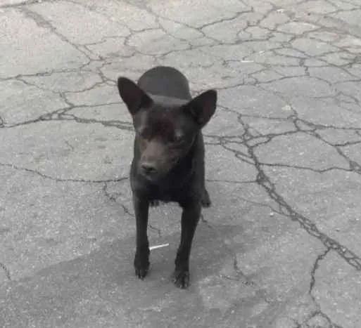 Cachorro ra a Vira Lata idade  nome Milo