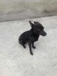 Milo