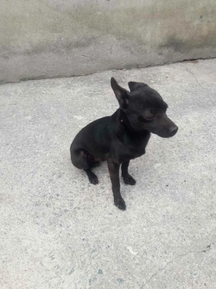 Cachorro ra a Vira Lata idade  nome Milo