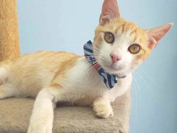 Gato ra a SRD idade 7 a 11 meses nome MUSTANGUE