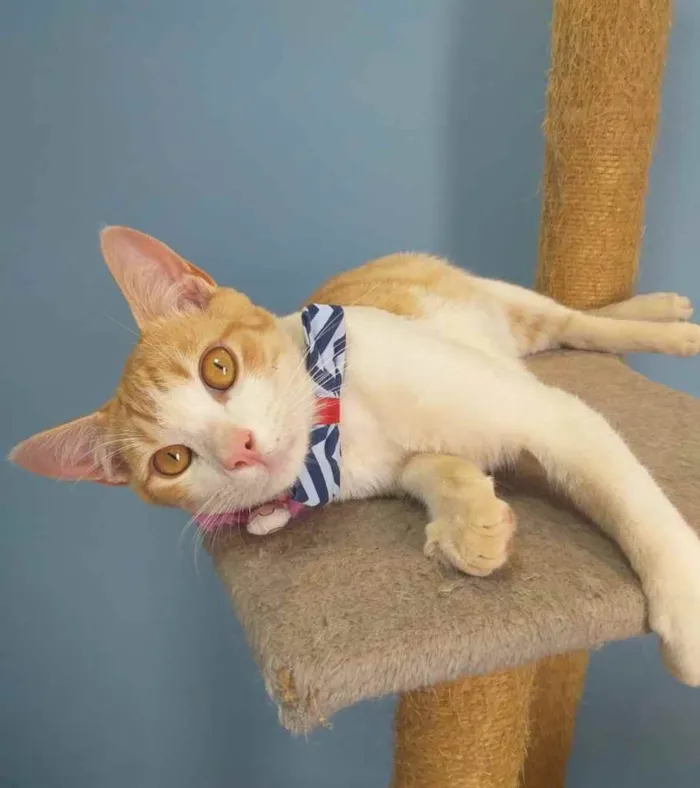 Gato ra a SRD idade 7 a 11 meses nome MUSTANGUE