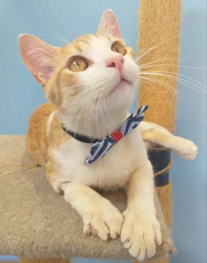 Gato ra a SRD idade 7 a 11 meses nome MUSTANGUE