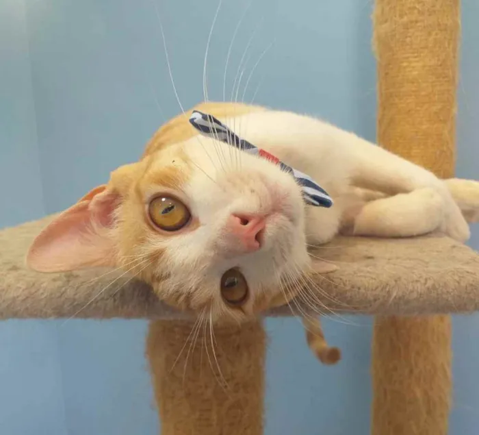 Gato ra a SRD idade 7 a 11 meses nome MUSTANGUE